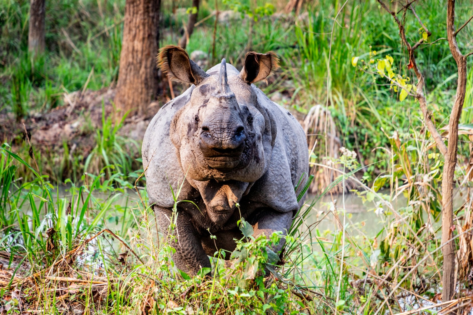 One-horned Rhino