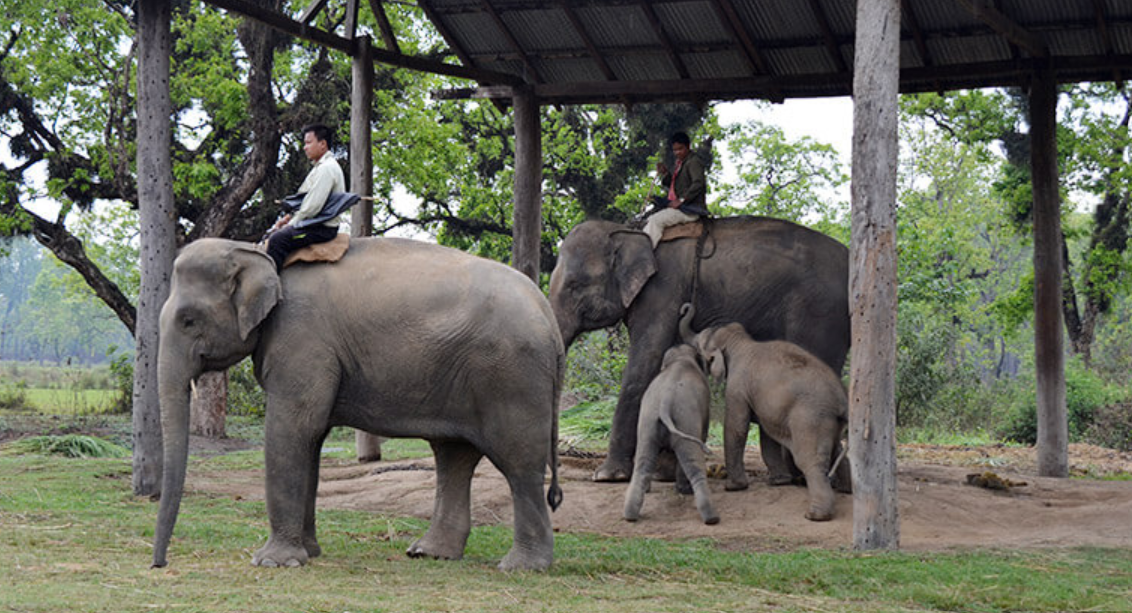Elephant Breeding Center