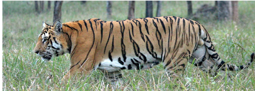 Bengal Tiger